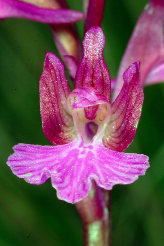 Orchis papilionacea e ibrido...